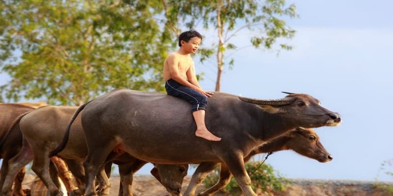 Ý nghĩa của hình tượng con trâu trong phong thuỷ